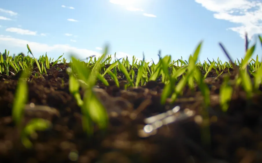 Более 13 тысяч гектаров земель сельхозназначения введено в оборот в Нижегородской области в 2024 году